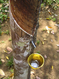 Organic natural mattress sap