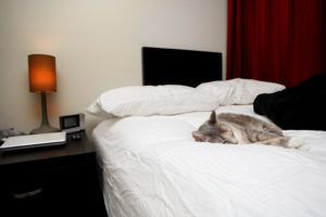 Cat laying on the bed