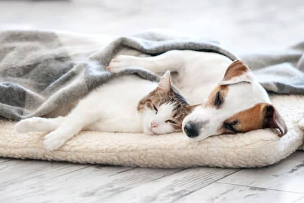 A cat and dog sleeping together