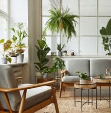 Grey Chair and White Couch with Plants