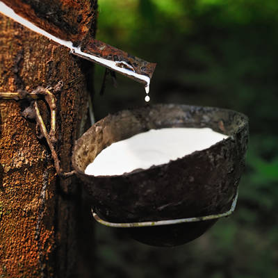 Organic Latex Natural Foam Rubber sap collecting in a bucket from a rubber tree